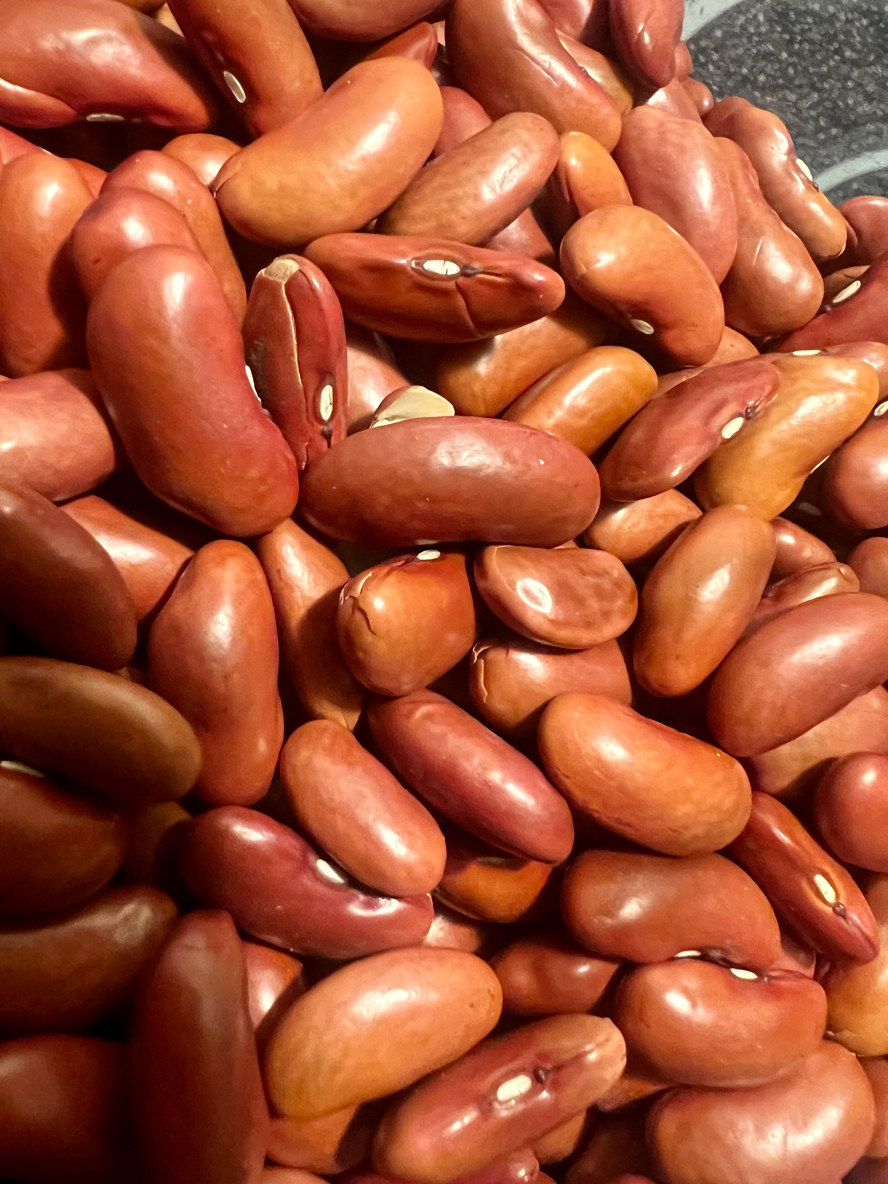 Ripkitty Red Kidney Beans Seed Grains Drought-Tolerant